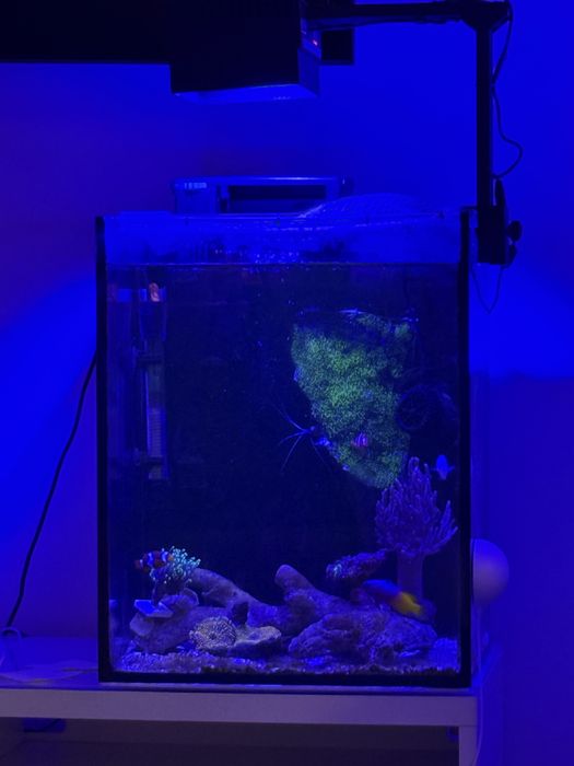 Aquario Scalare Nano Reef 60l completo agua salgada