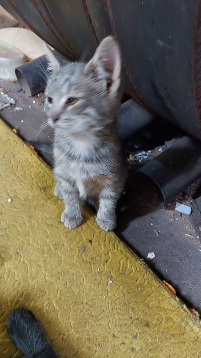 котята безкоштовно