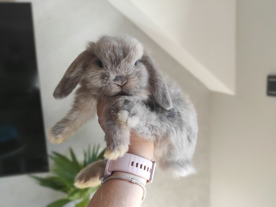 Mini Lop Czystej Rasy Malutkie Króliczki z WYPRAWKĄ