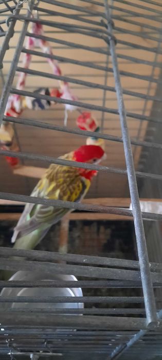 rosela macho manso a cantar