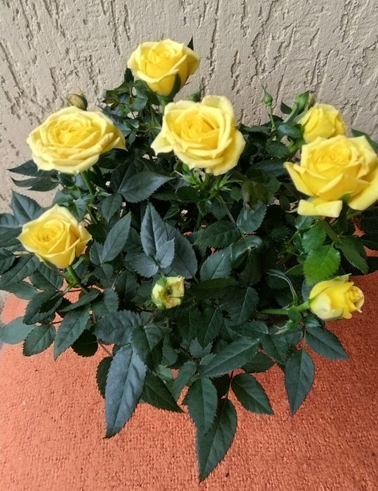 Троянди. Рози. Вазони.