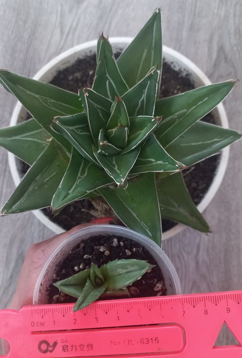 Агава Victoriae-reginae Super Wide