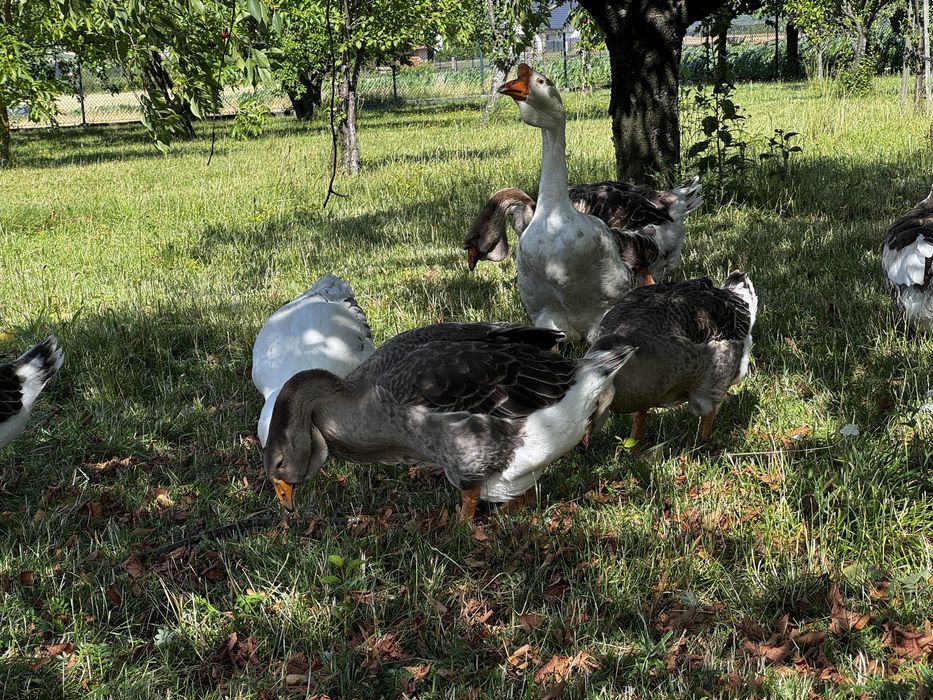 Gęsi,Gęsi chołmogory, młode