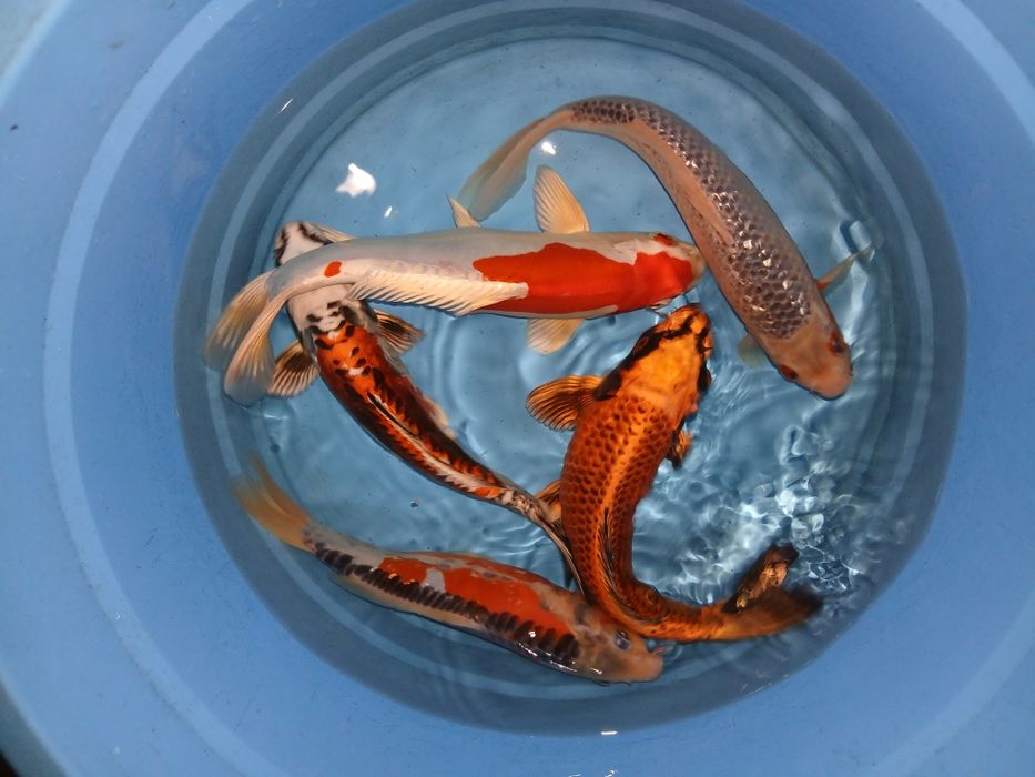 Carpas koi selecção premium