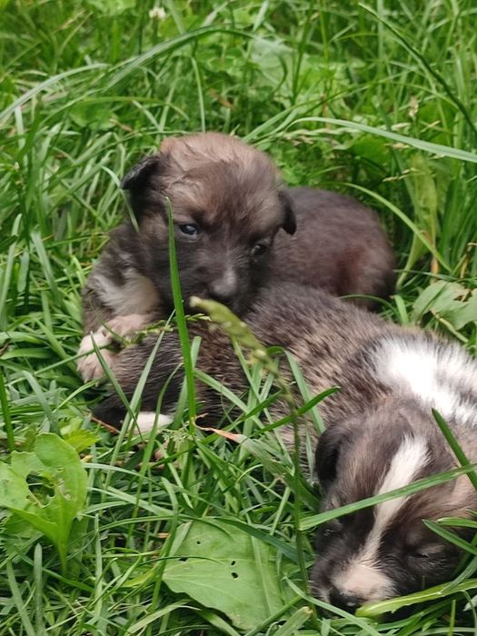 Віддамо щенят 1 місяць