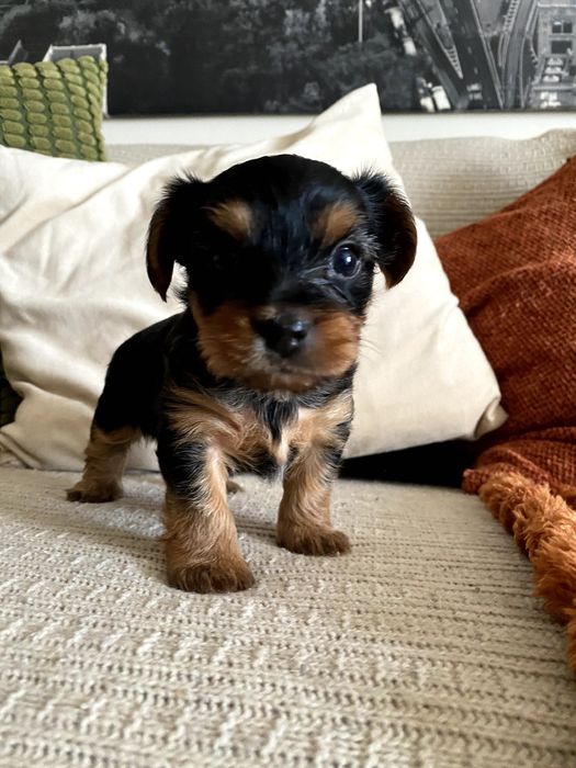 Yorkshire Terrier Lumiar