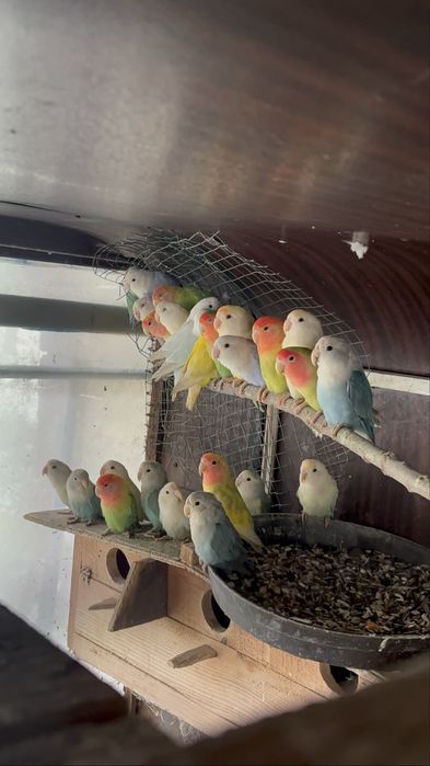 Papugi nierozłączki