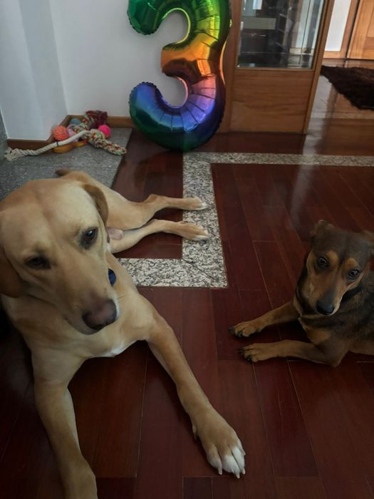 Lavrador Bege para adoção Responsável