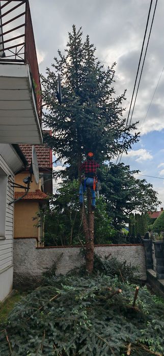Wycinka i pielęgnacja drzew trudnych, pielęgnacja i prace ogrodnicze.