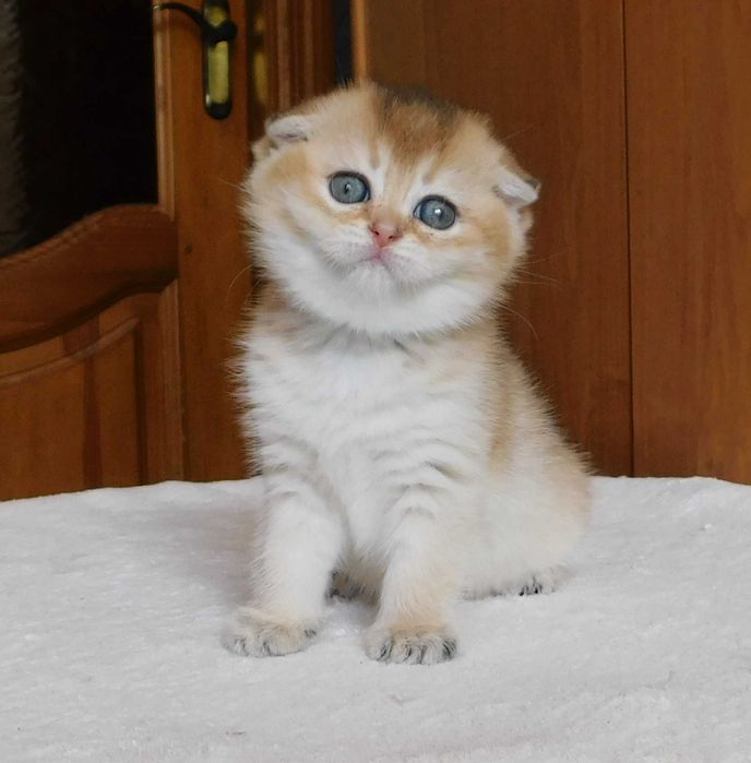 Шотландська висловуха зеленоока дівчинка Сінді