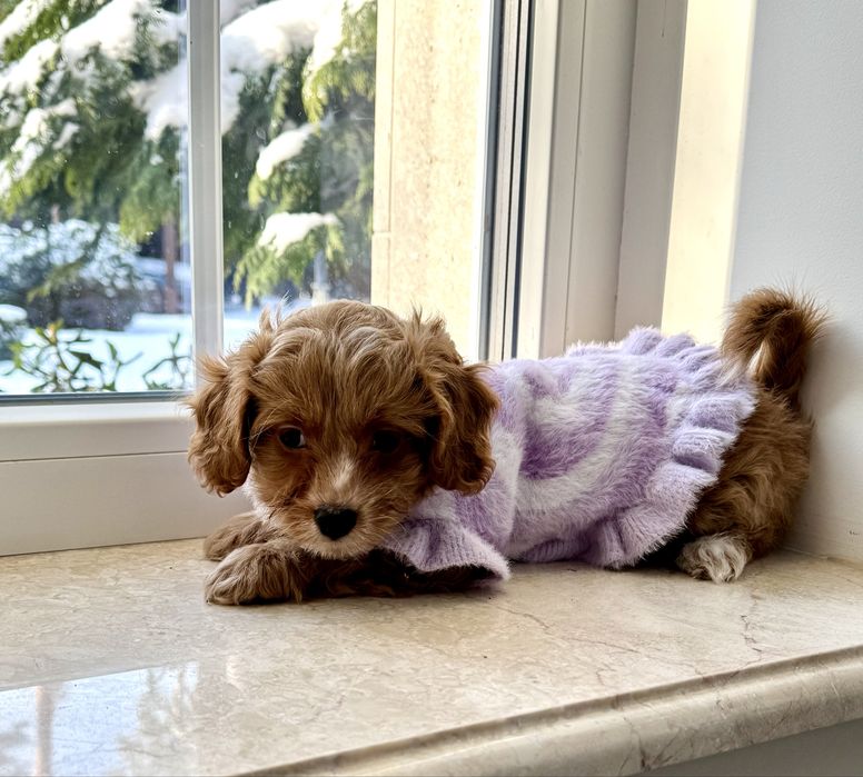 Мальтипу ф1 - премиум мини до 2,5 кг