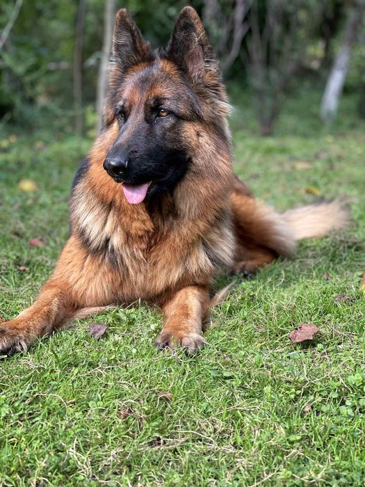 Вівчарки метизи тато Алвбай