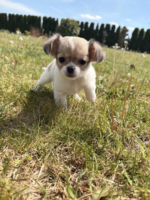 Chihuahua długowłosa – suczka, biało-łaciata.