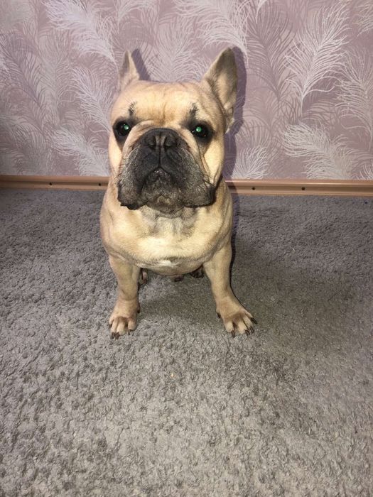 Вязка французского бульдога