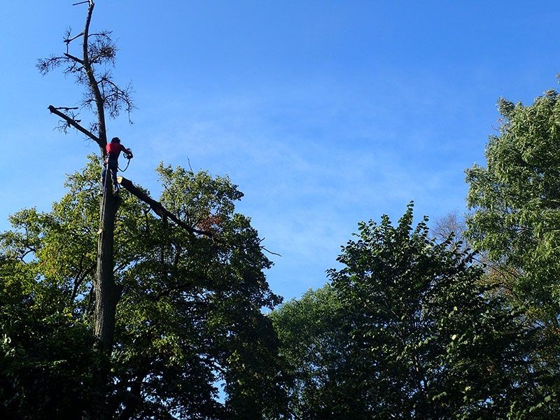 Wycinka drzew trudnych, bardzo trudnych. Pasym Nidzica Olsztyn