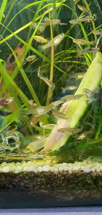 Akwarium kompletne plus rybki  l144 snow white long fin ,około 20sztuk