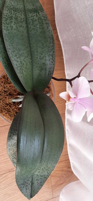 Орхидея фаленопсис Пилонг Чери