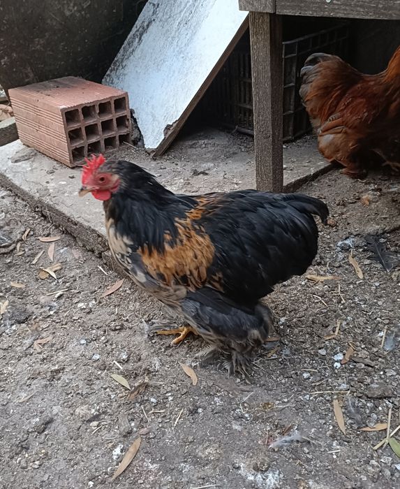 Galos Pekin Várias Cores