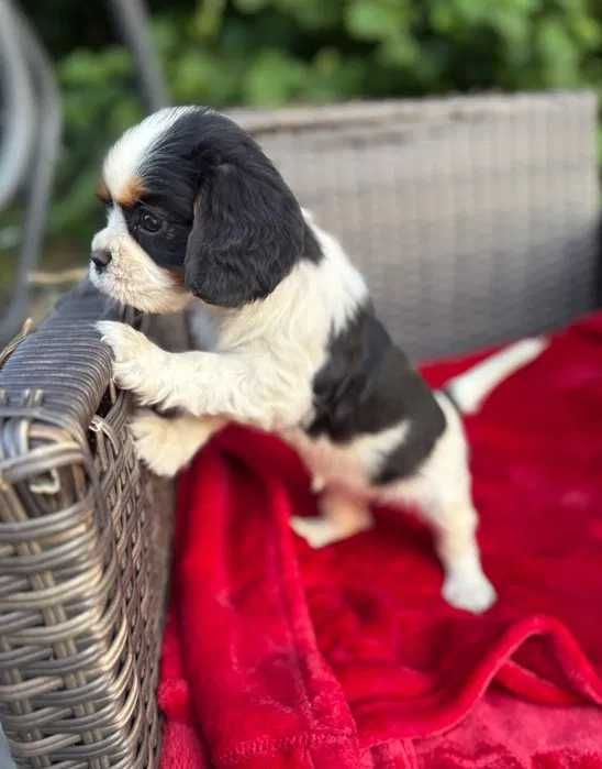 Cavalier King Charles