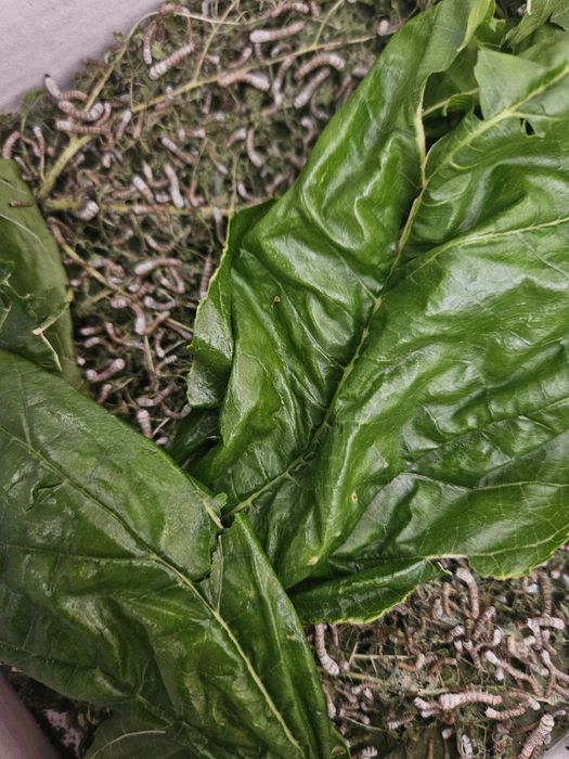 Bichos da seda juvenis