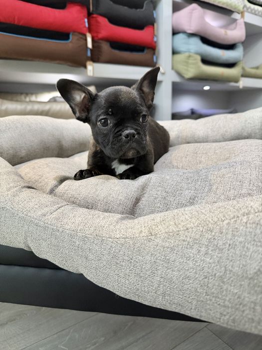 Bulldog Frances  menino lindo
