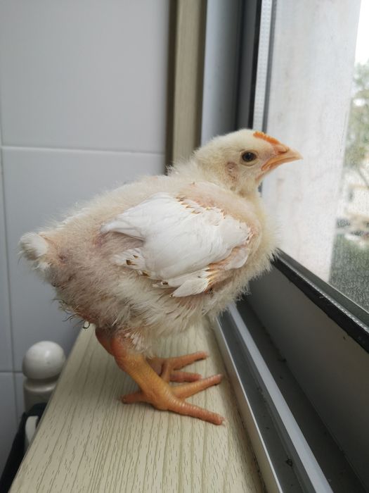 Pintainho doméstico