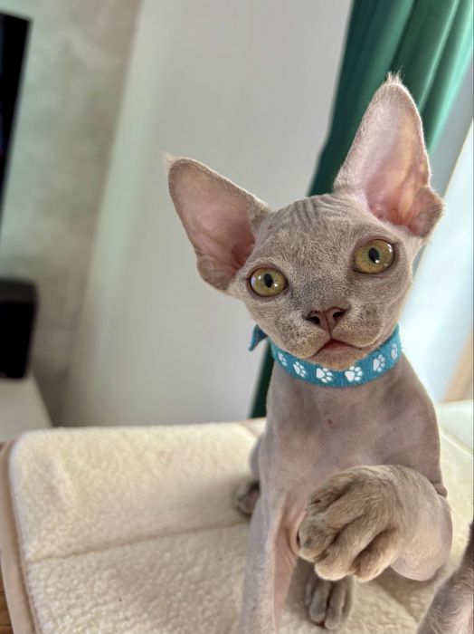 Koteczka Devon rex liliowa  Dixie