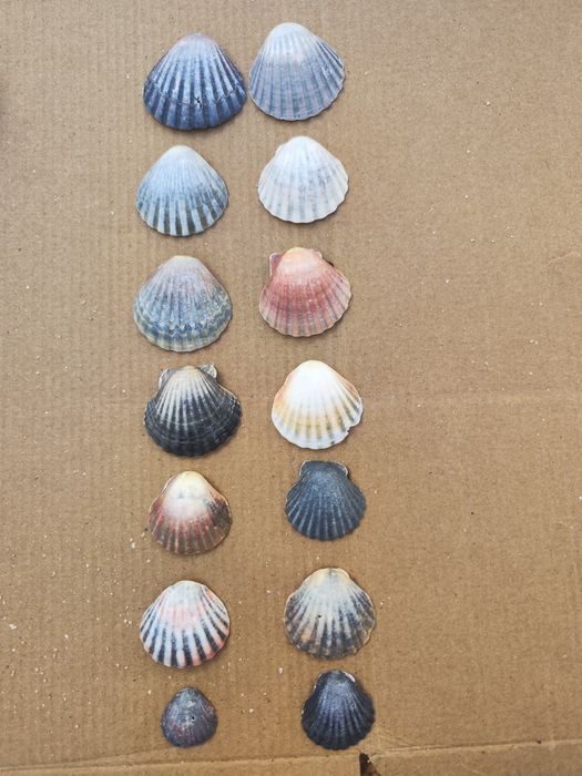 Conjunto de 12 conchas Vieira