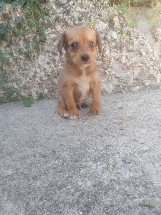 Cachorrinho para adoção responsável