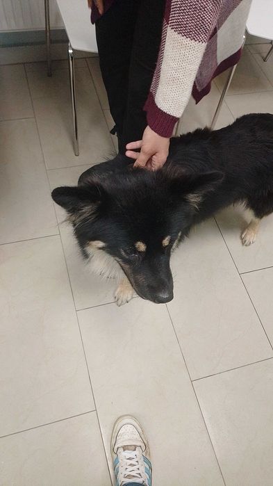 Oddamy Husky i mix owczarek :) adopcja