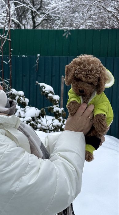 Просто чудо. Хлопчик той пудель.