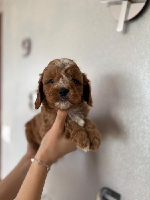 *** Cavapoo śliczny***