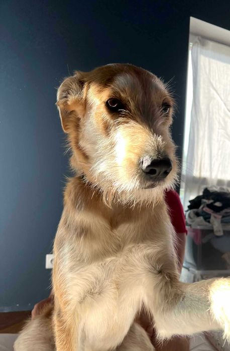 Energiczny Perez szuka odpowiedzialnego domu