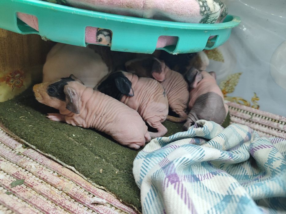 Скінні хлопчики дівчатка.