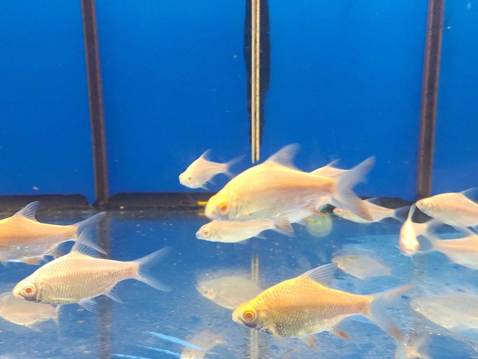 Barbo tinfoil platinum \ Barbus schwanenfeldi 4-5cm