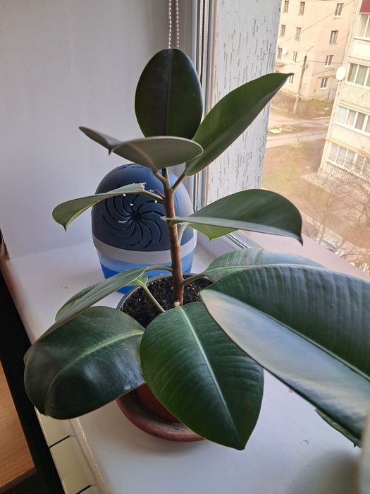 Фикус фікус каучуконосный