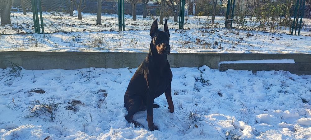 Вязка добермана. Возраст 2 года