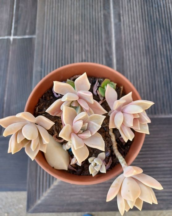 Vaso com suculentas.