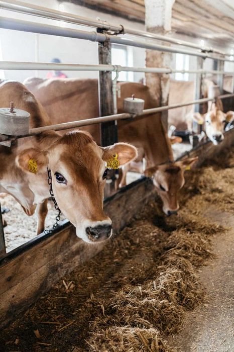 Телята, телиці, нетелі джерсейської породи