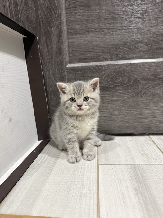 Кошенята весловухі