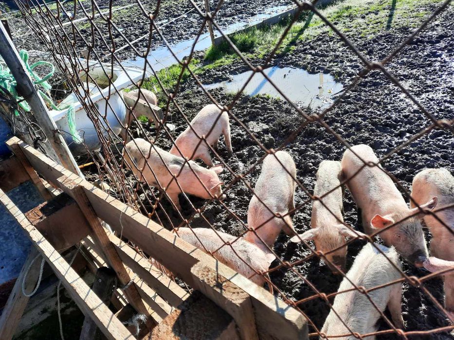 Leitões com 3 meses