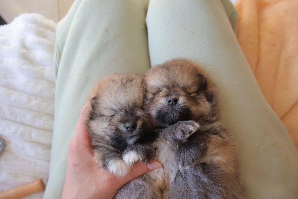Lulu da Pomerânia.   Mini. Com Lop e Afixo . Black tan. Russo.