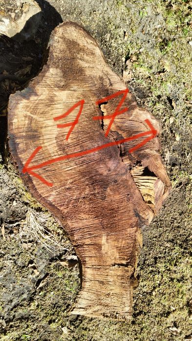 Drewno orzecha włoskiego ODZIOMEK