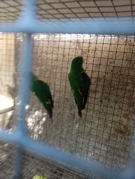 Aves para venda