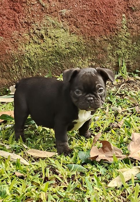 Bulldog Francês Chocolate
