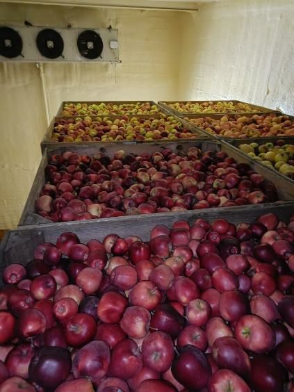 Jabłko Gloster i Golden