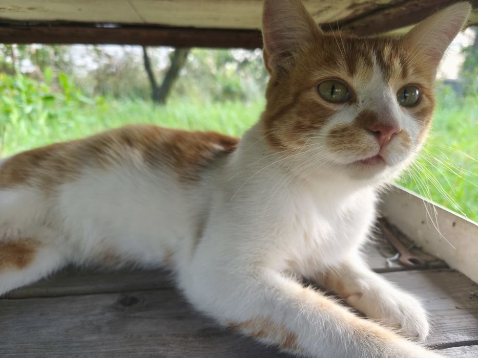 Котик молодий до року