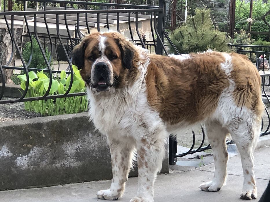 Вязка московская сторожевая