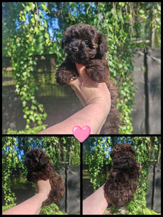Yorkiepoo mini HYBRYDA york + pudel toy Wyprawka chip jak maltipoo cavapoo