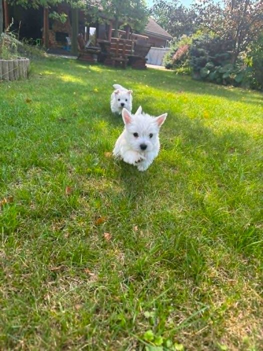 West highland white terrier przepiękny miot